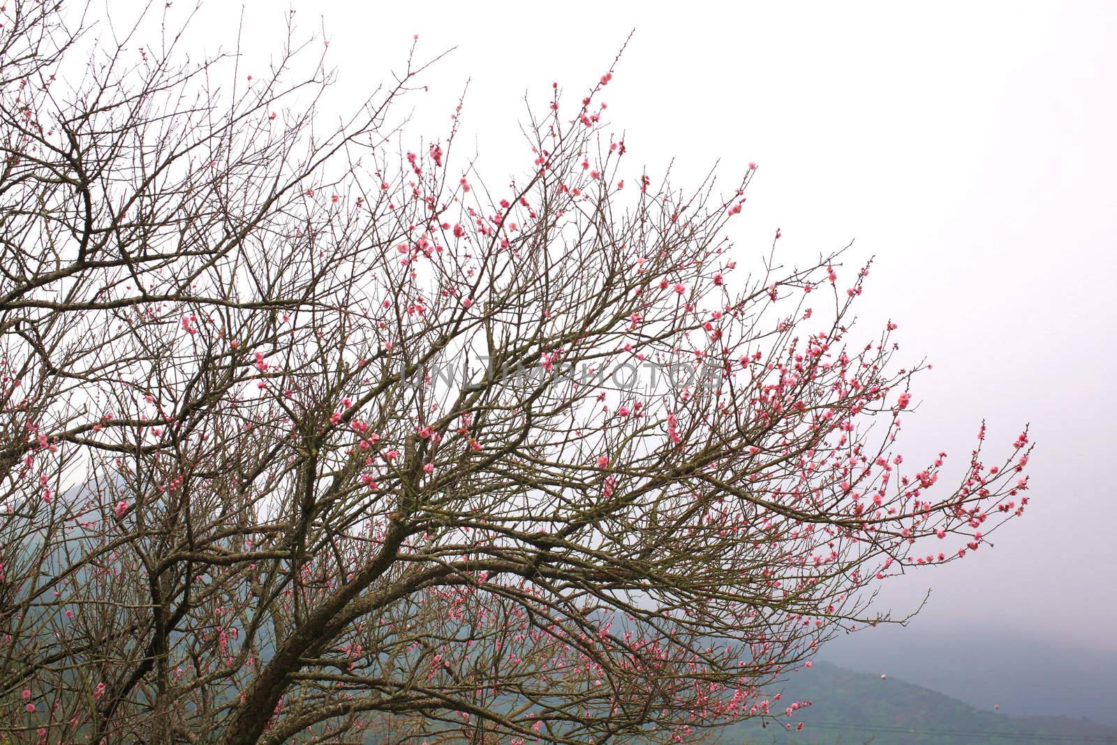 peach blossom