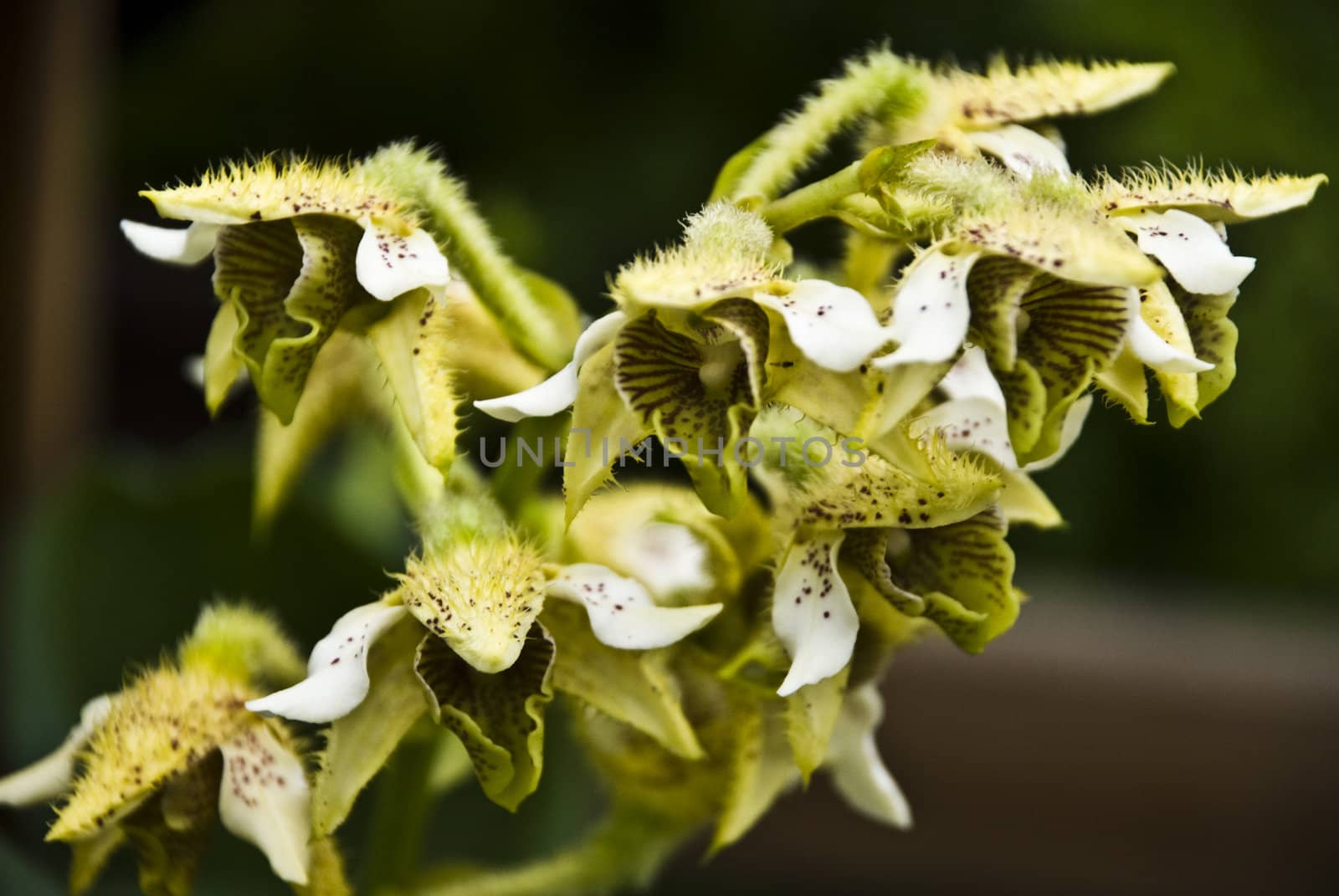 Green flowers