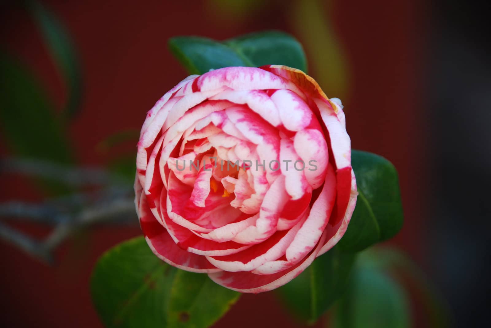 Pink Camellia