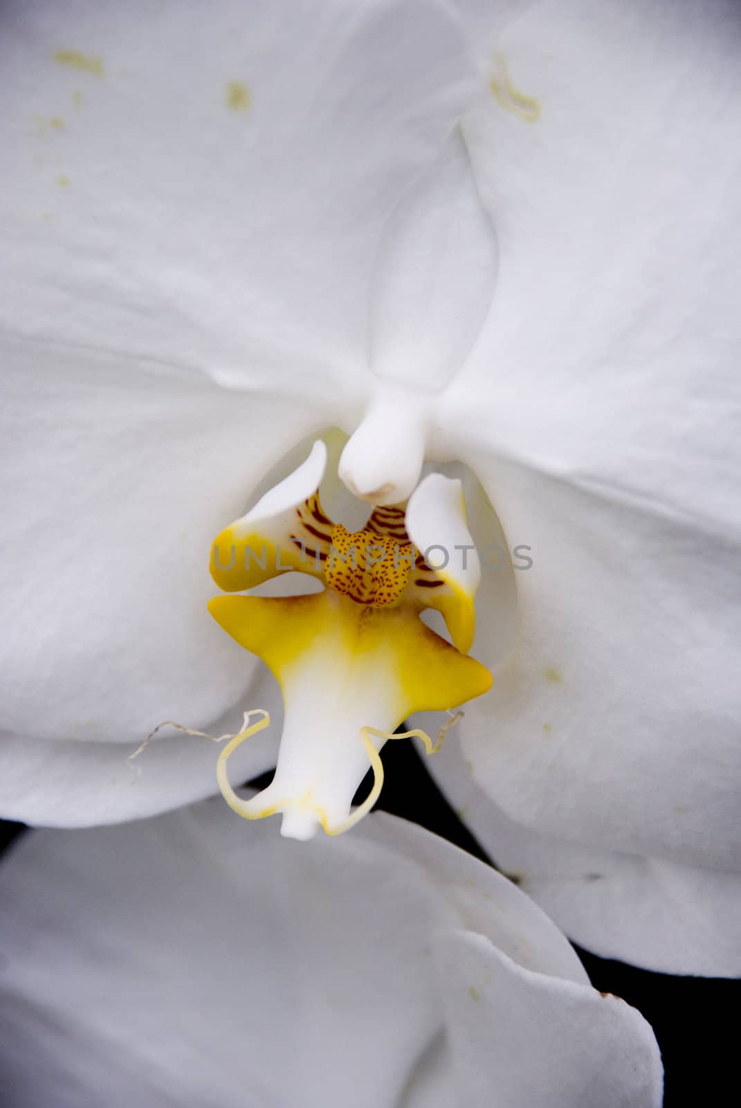 Closeup of a white orchid with a yellow and red center