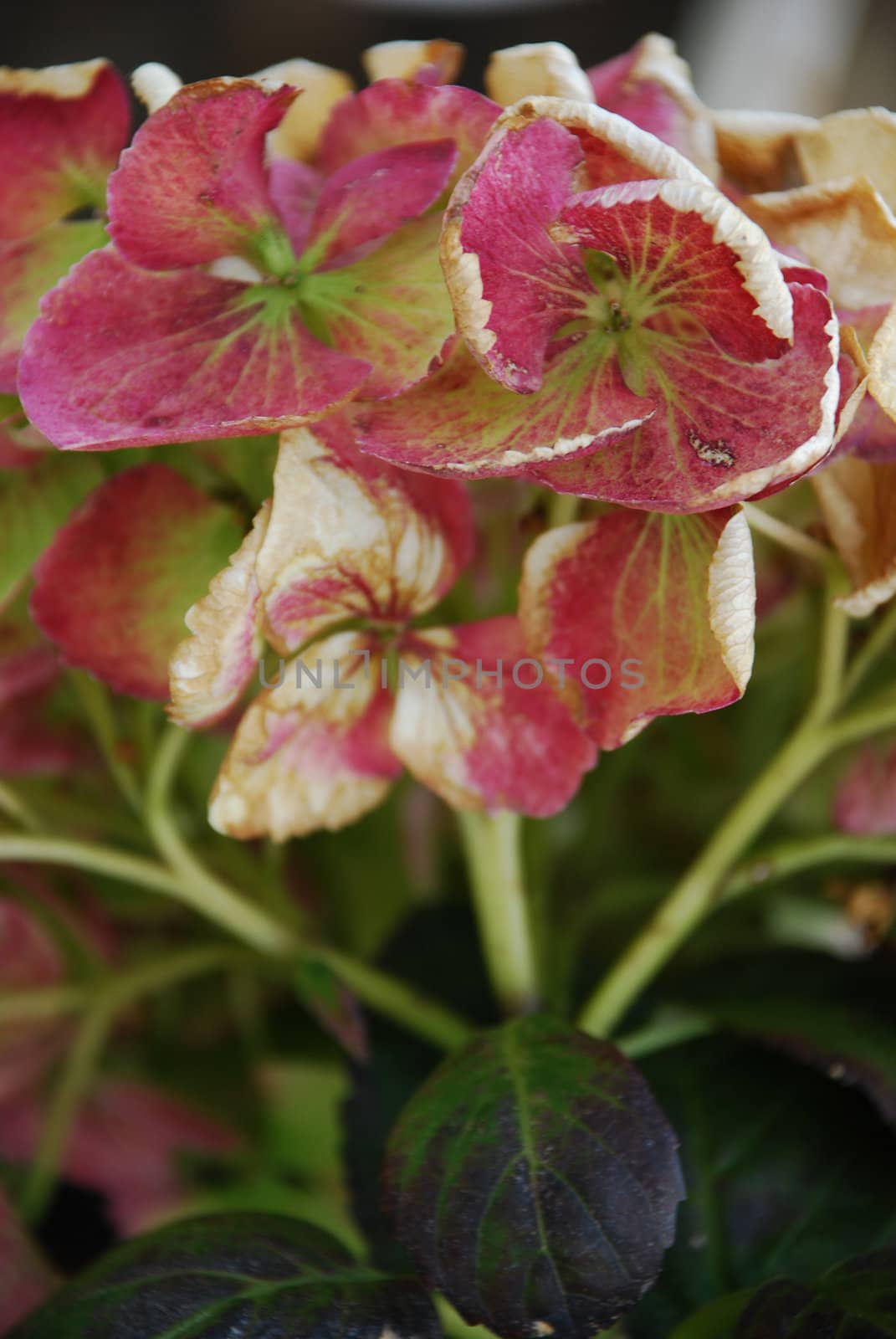 Purple Hydrangea