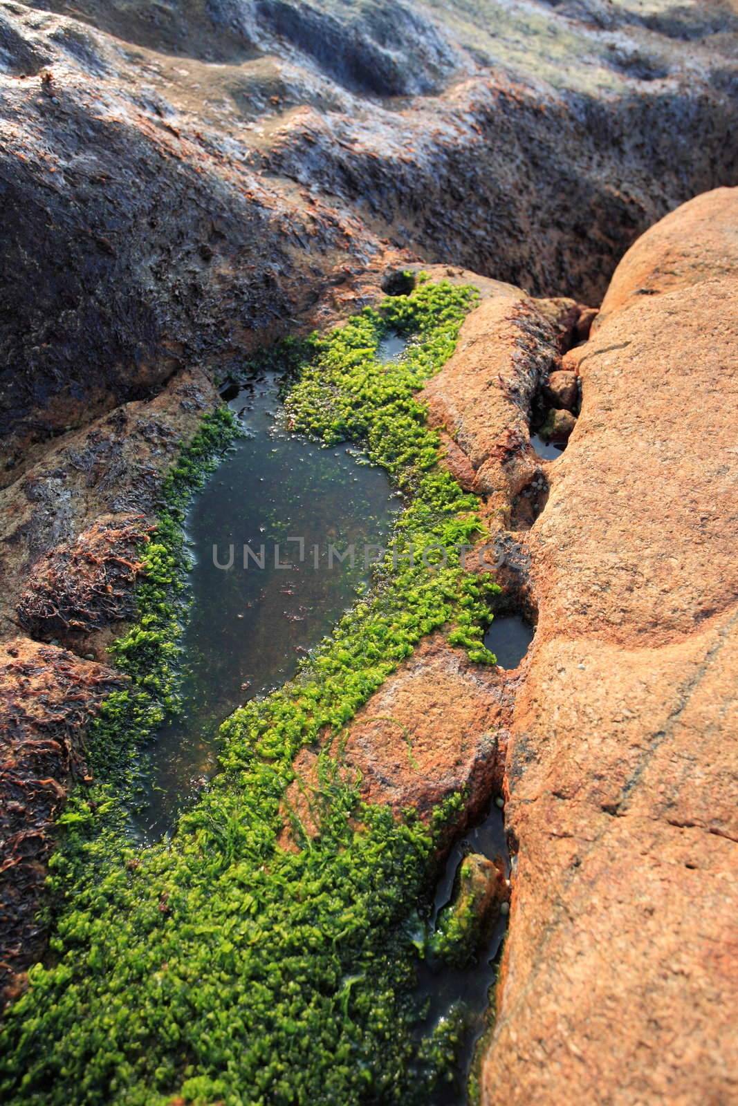 moss on rock