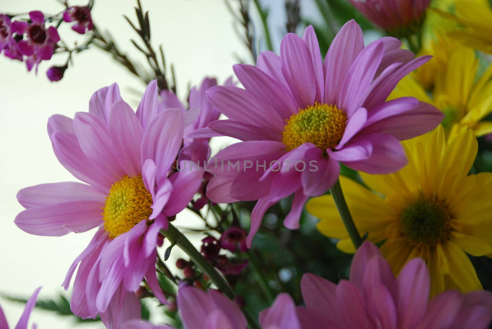 Pink Daisies in a bouquet