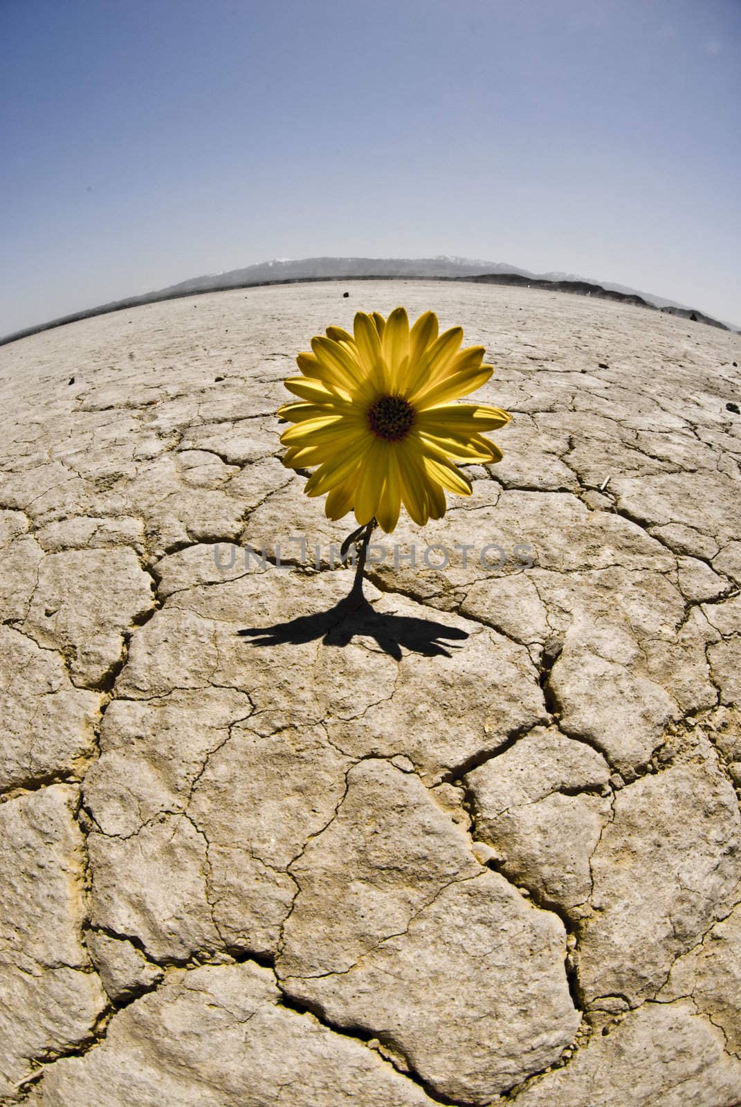 Flower grows in a dried lake bed