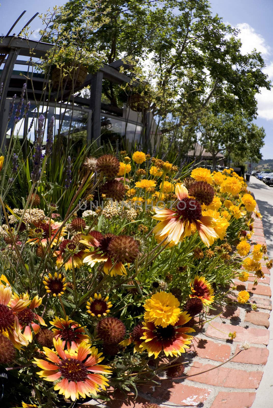 California Sunflowers on a sidewalk