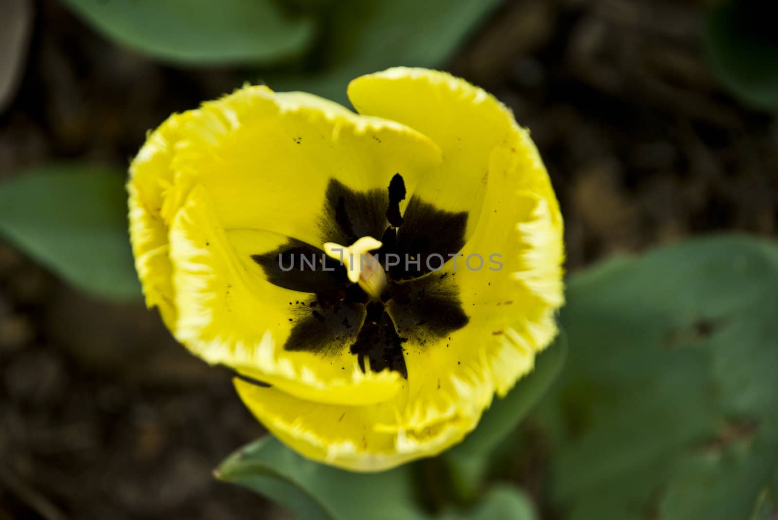 Yellow and Black Tulip