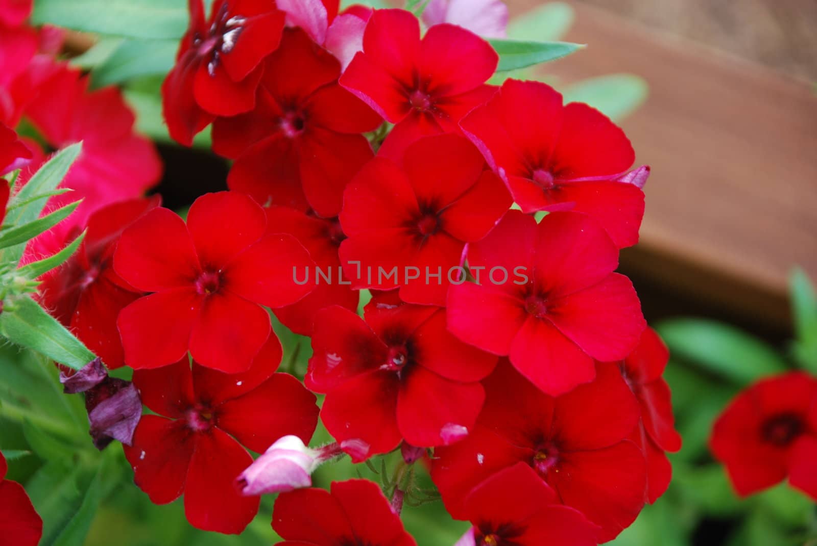 Red Geranium