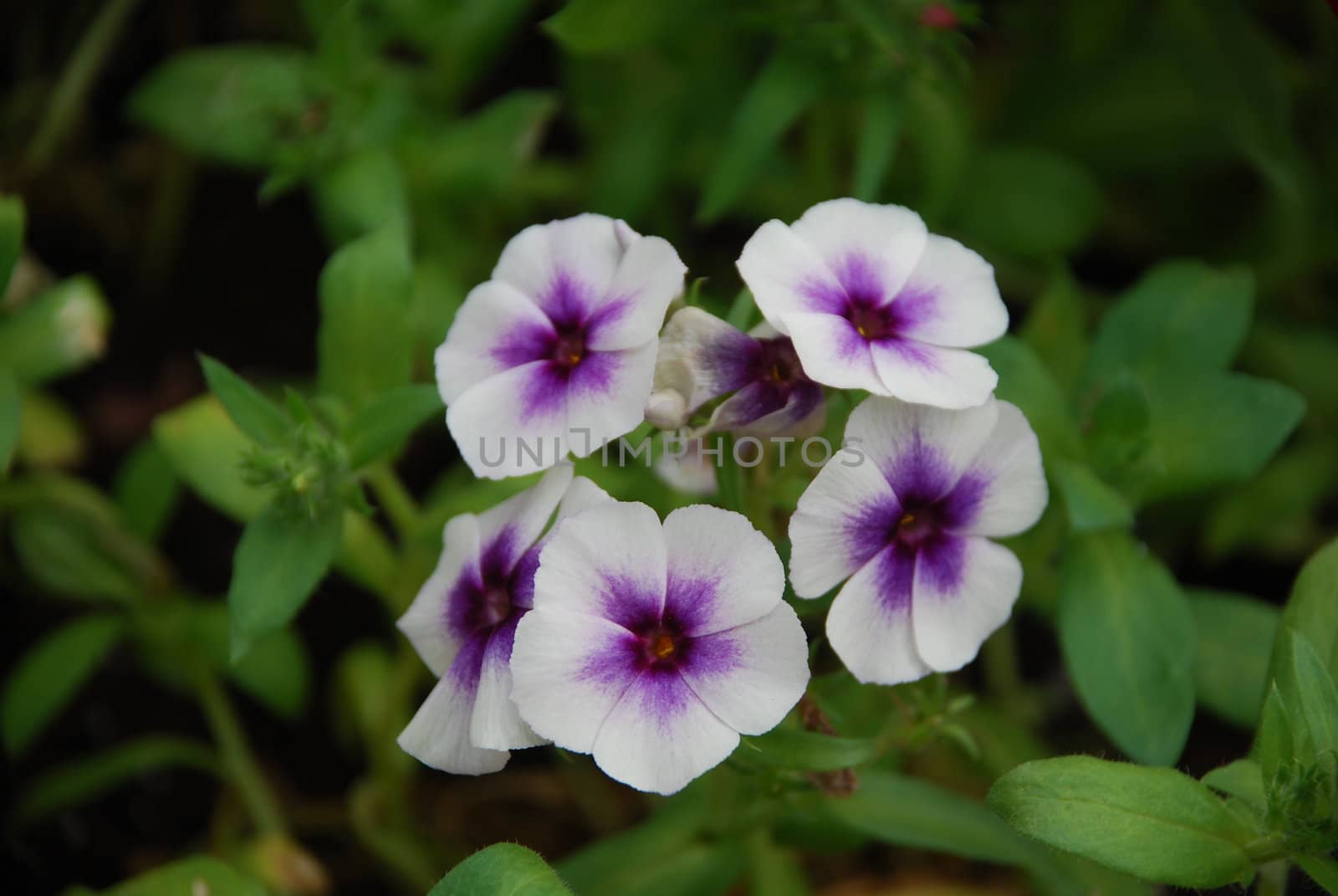 Purple Geranium