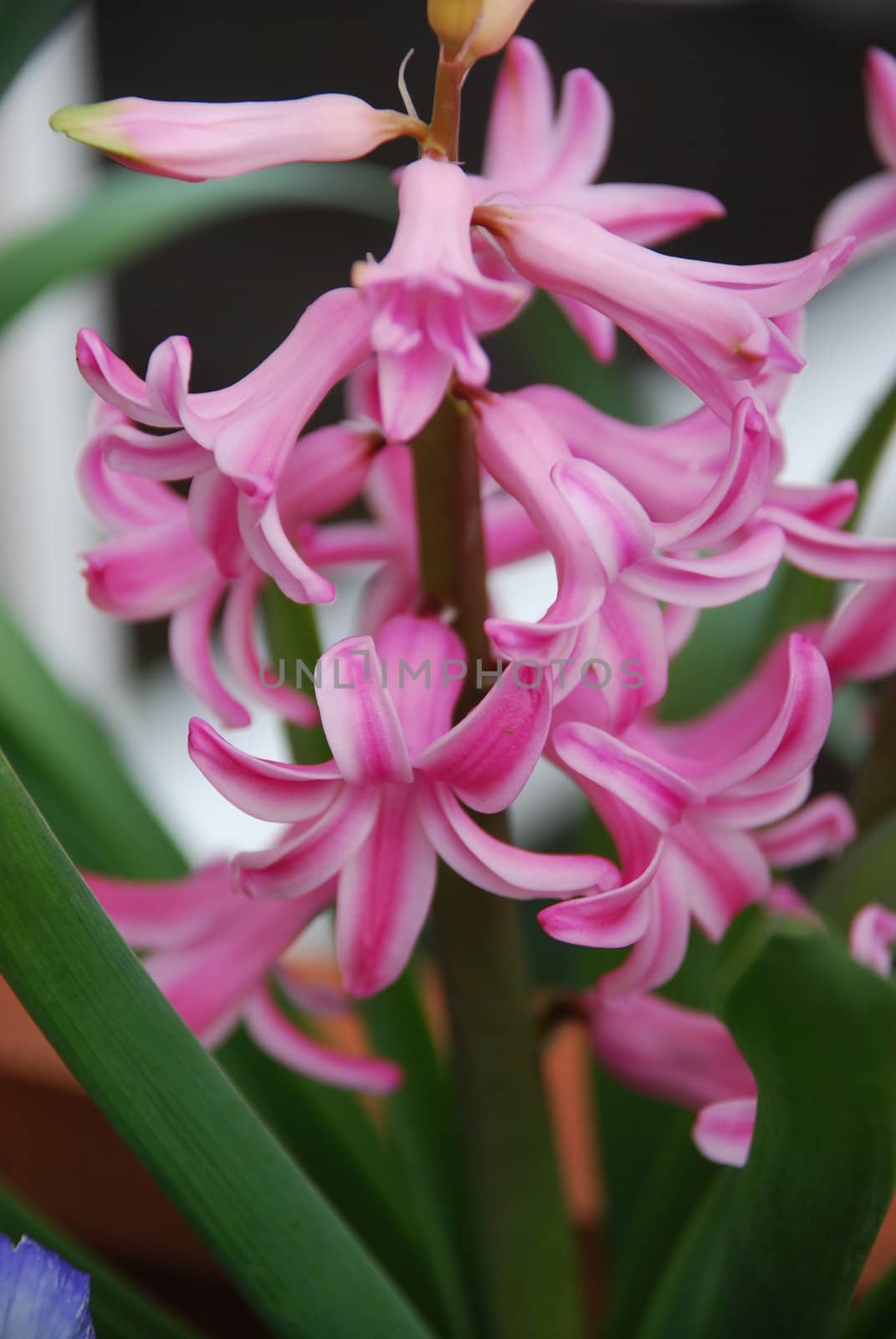 Pink flowers