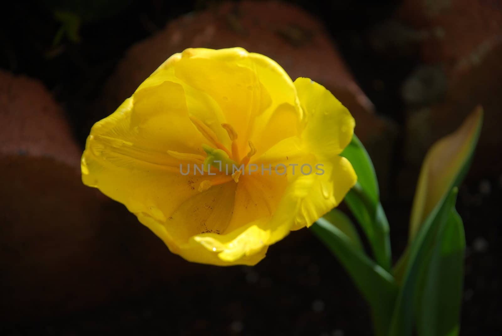 Yellow Tulip