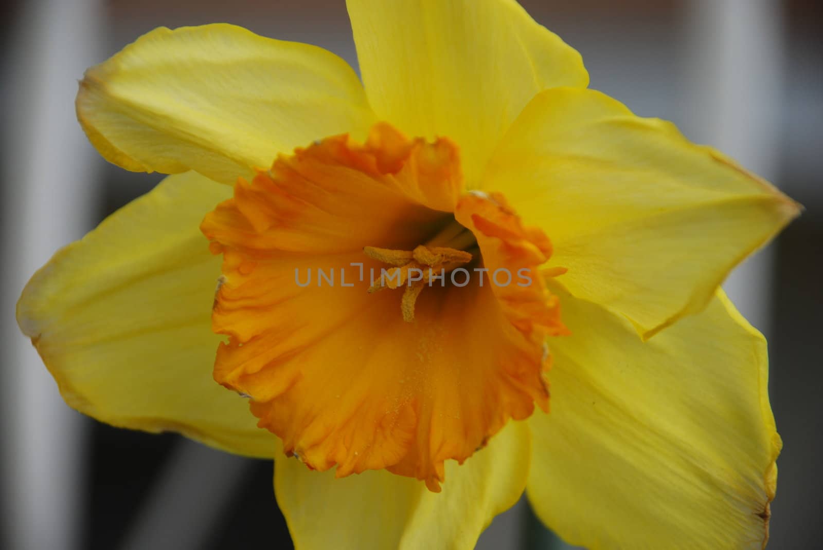 Yellow and orange Daffodil