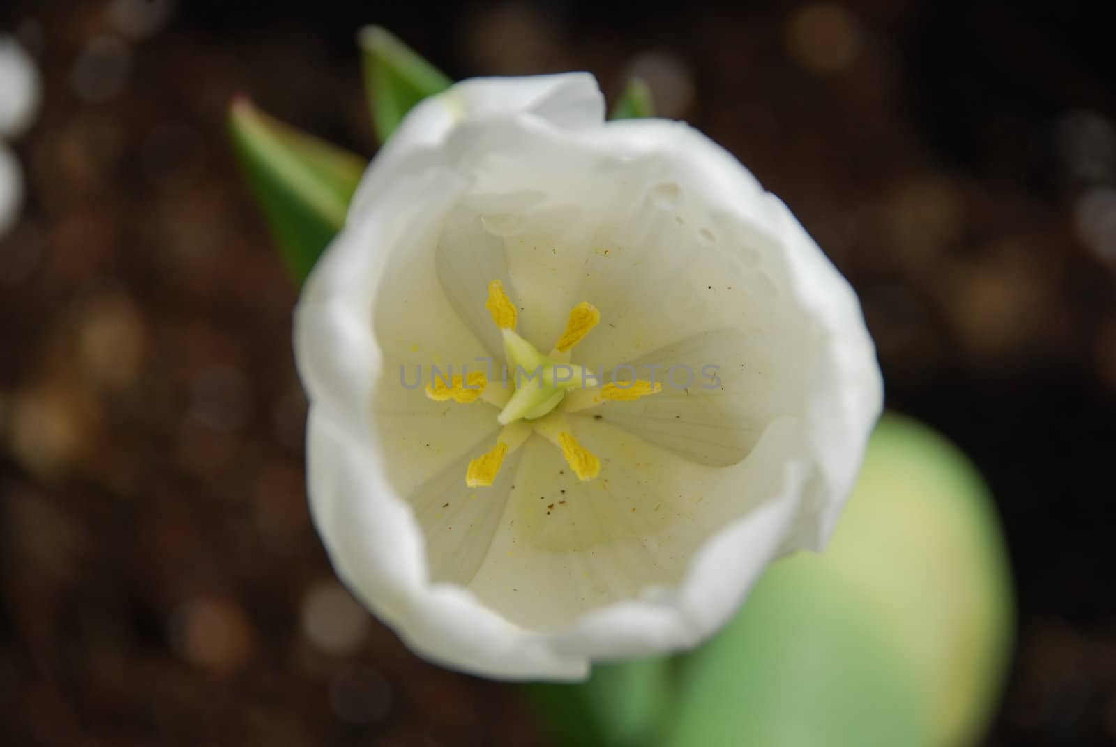 White Tulip by omairkha