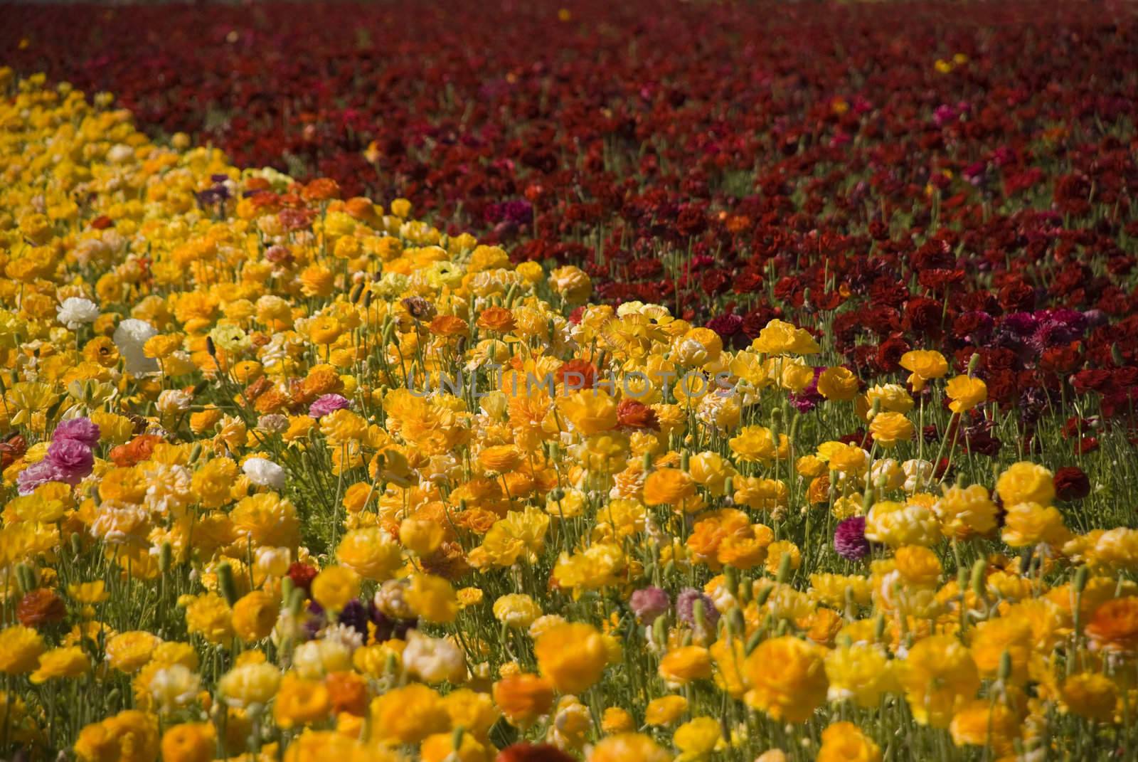 Ranunculus Flower Field