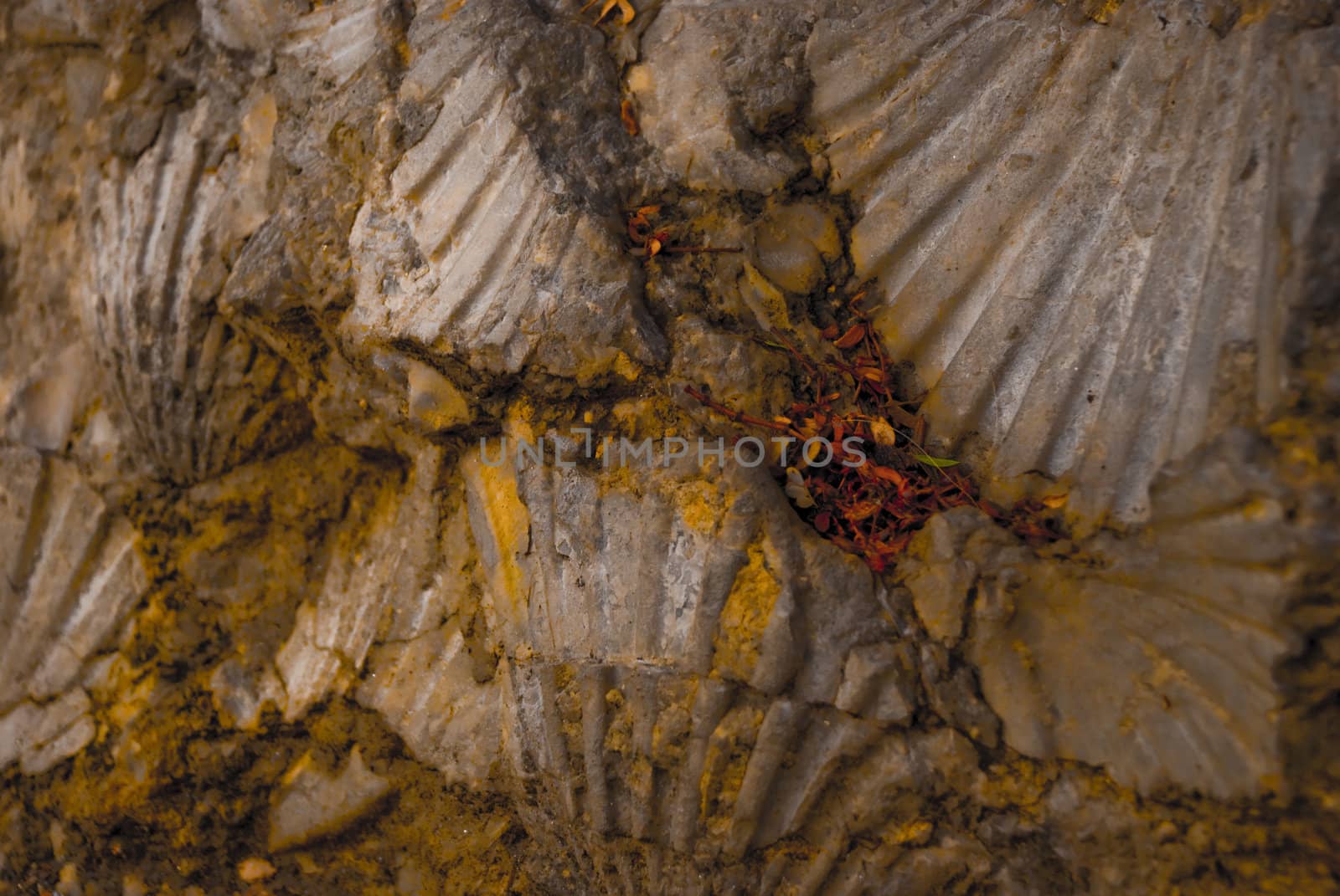 Yellow Minerals on brown fossilized shell rock