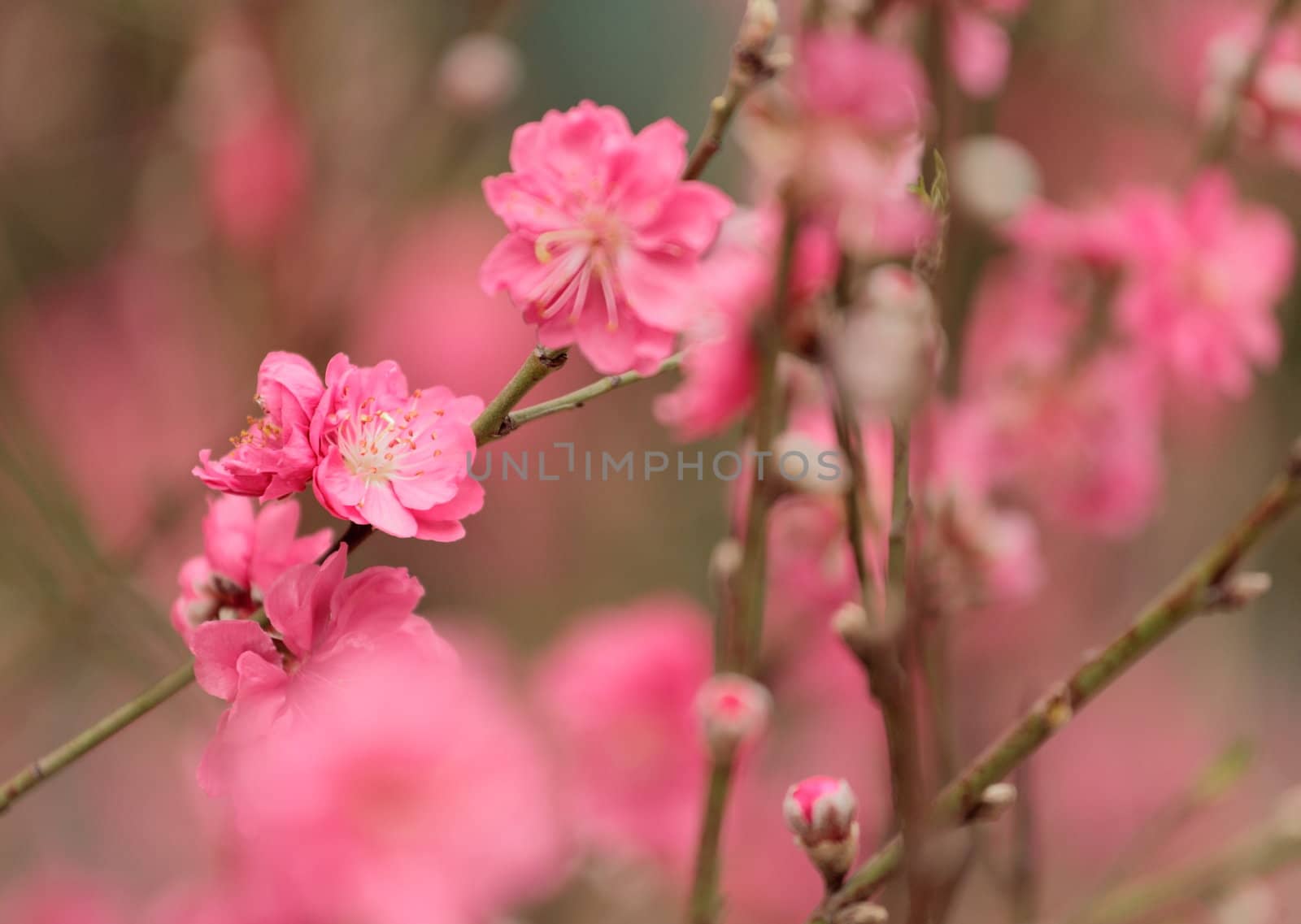 Chinese new year decoration flower-peach blossom by leungchopan