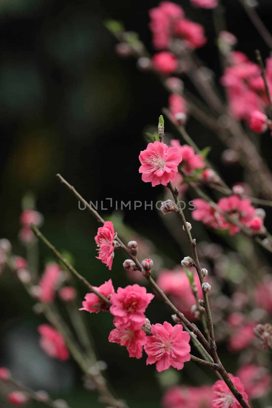 Chinese new year decoration flower-peach blossom