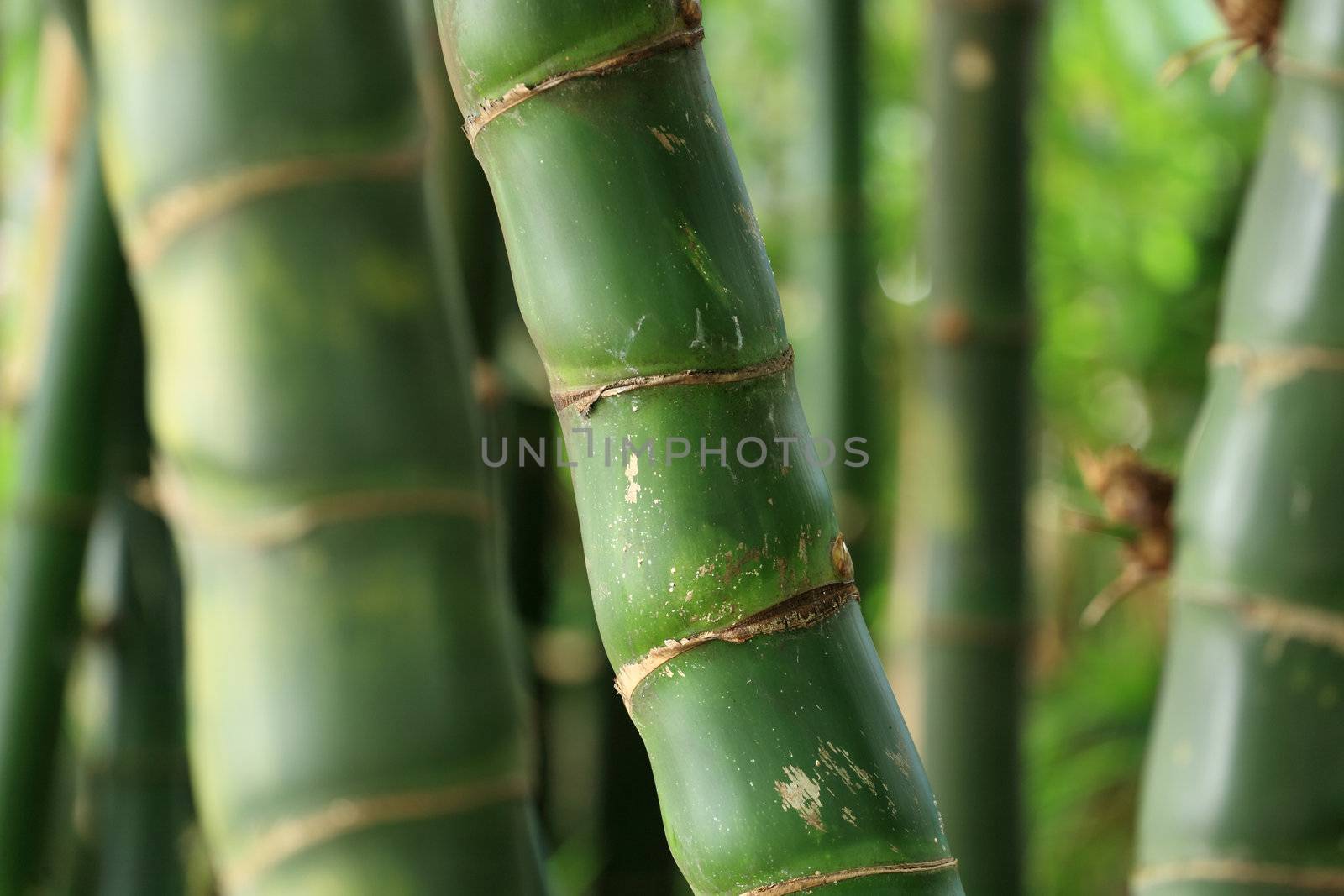 Bamboo forest background by leungchopan