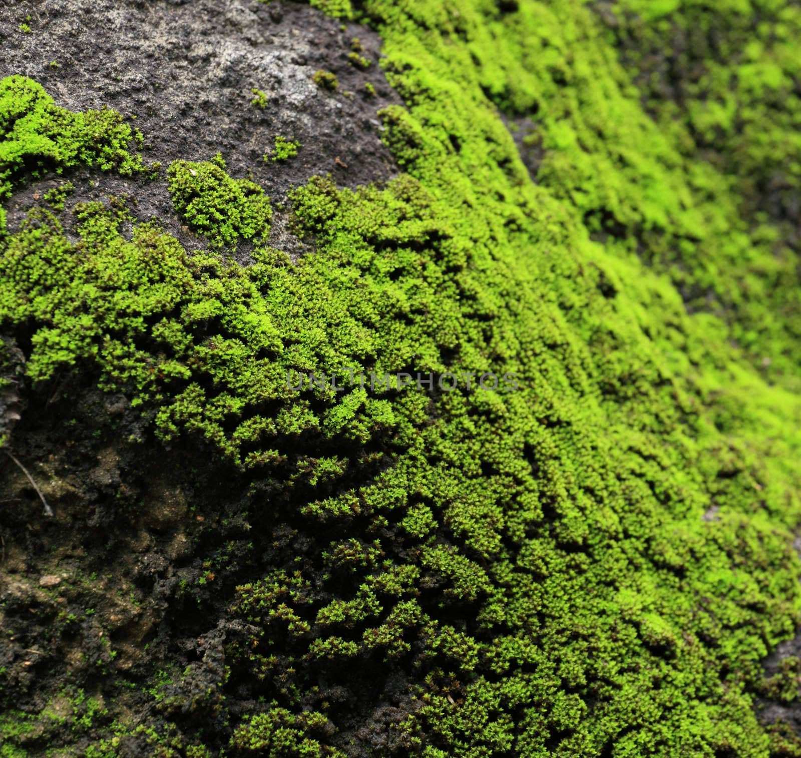 moss on rock by leungchopan