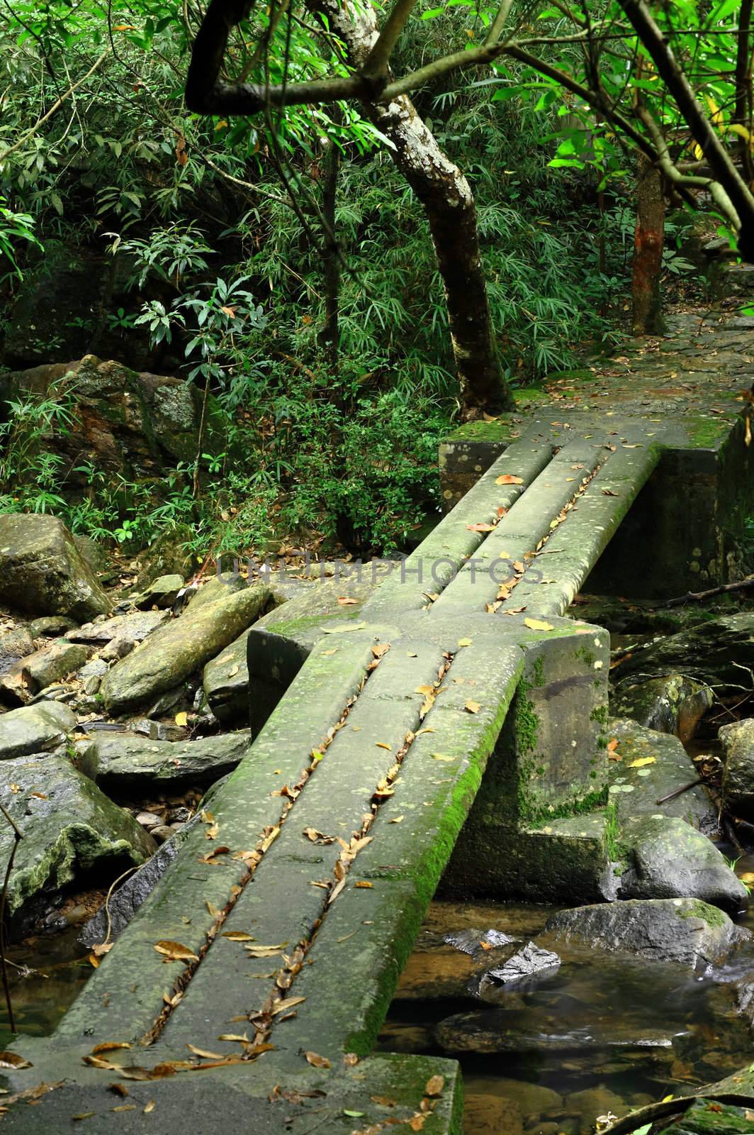 footbridge in forest by leungchopan