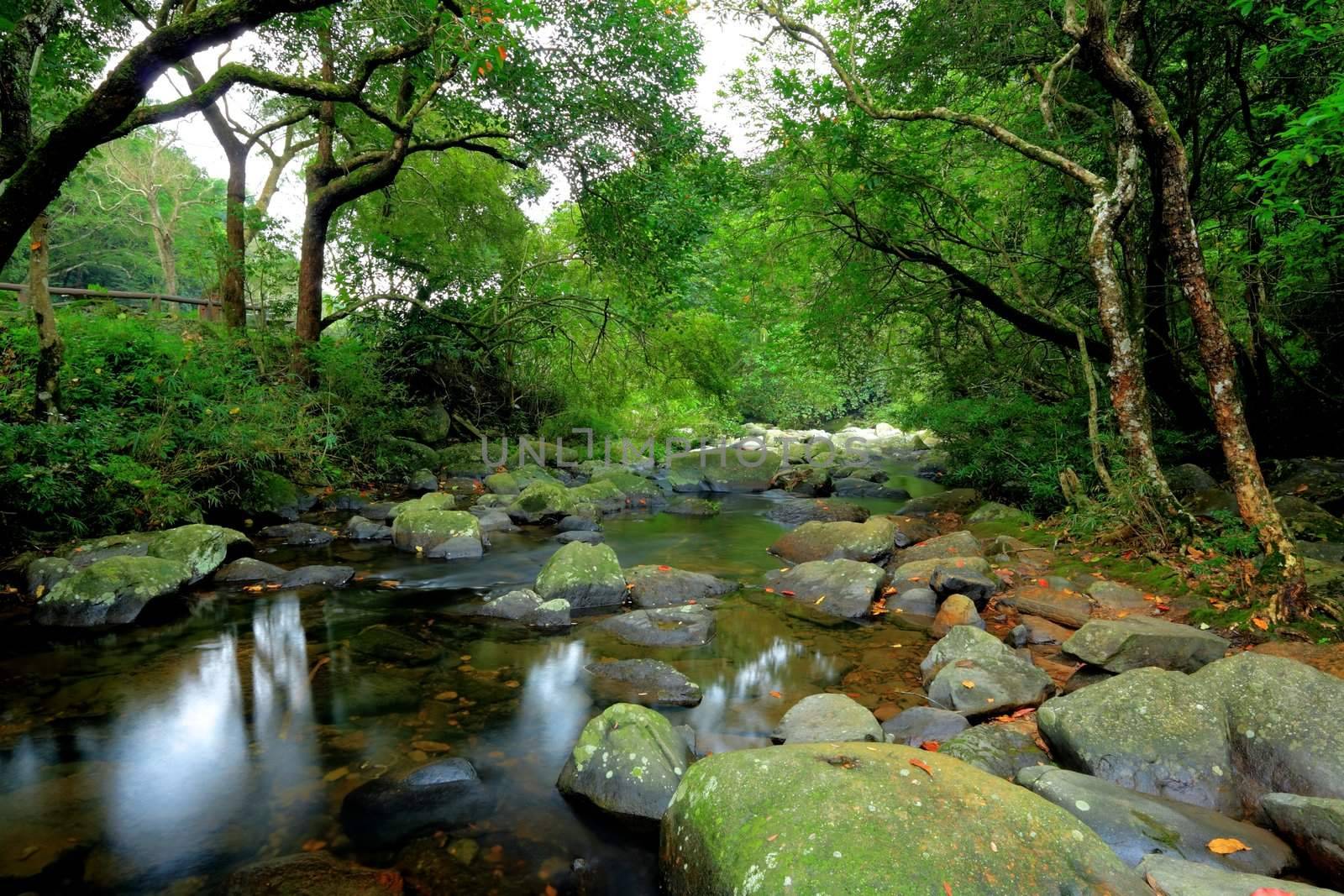 water spring in forest