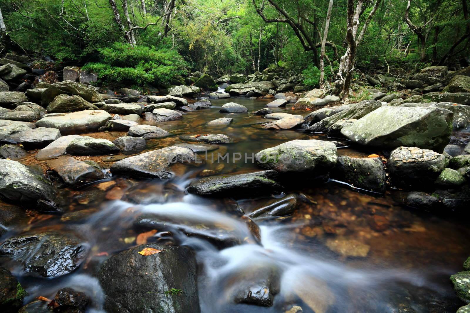 beautiful water spring in forest, long exposure