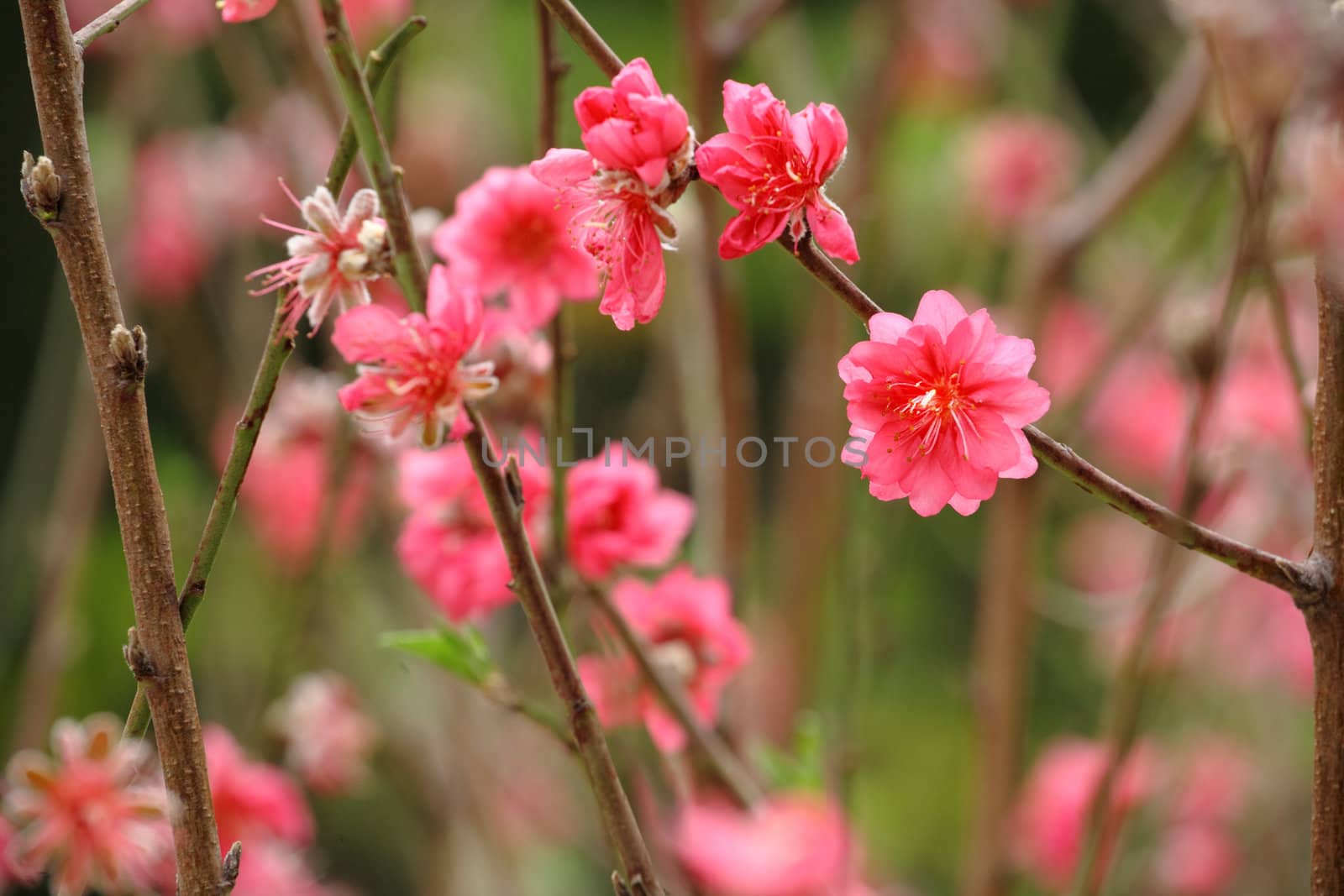Chinese new year decoration flower-peach blossom by leungchopan