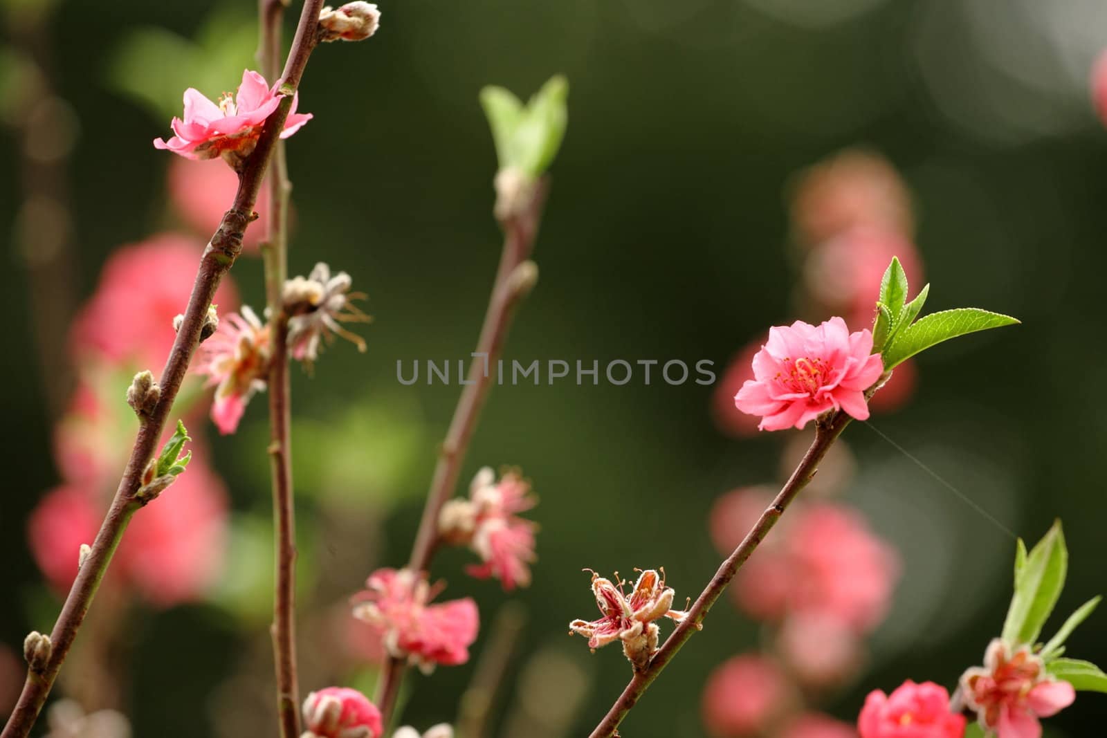 peach blossom by leungchopan