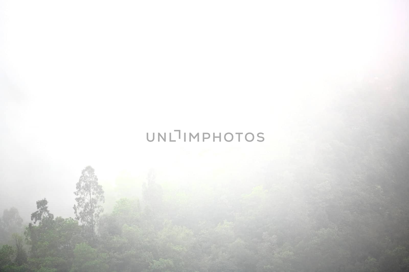 mist in mountain with many trees by leungchopan