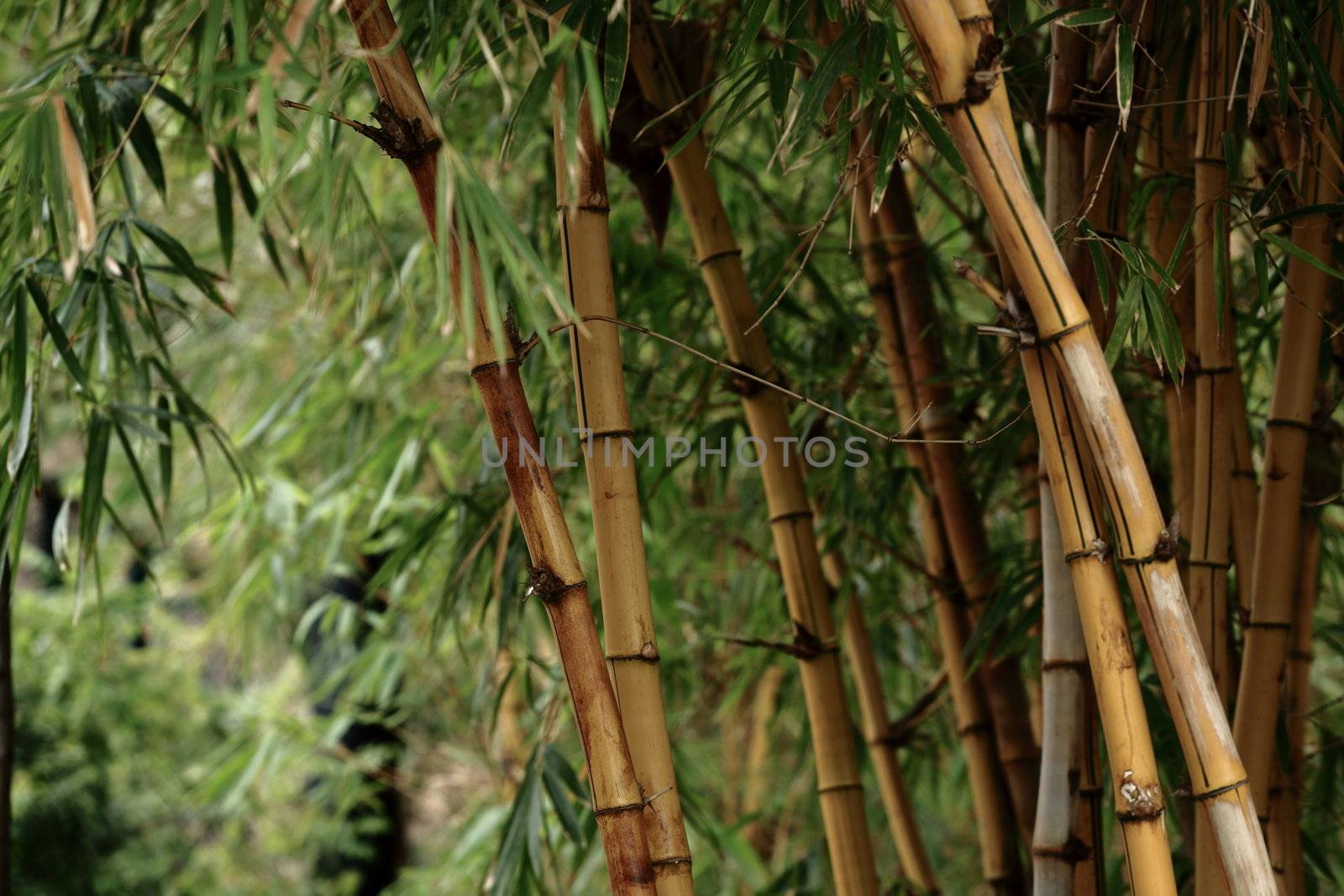 Bamboo forest background by leungchopan