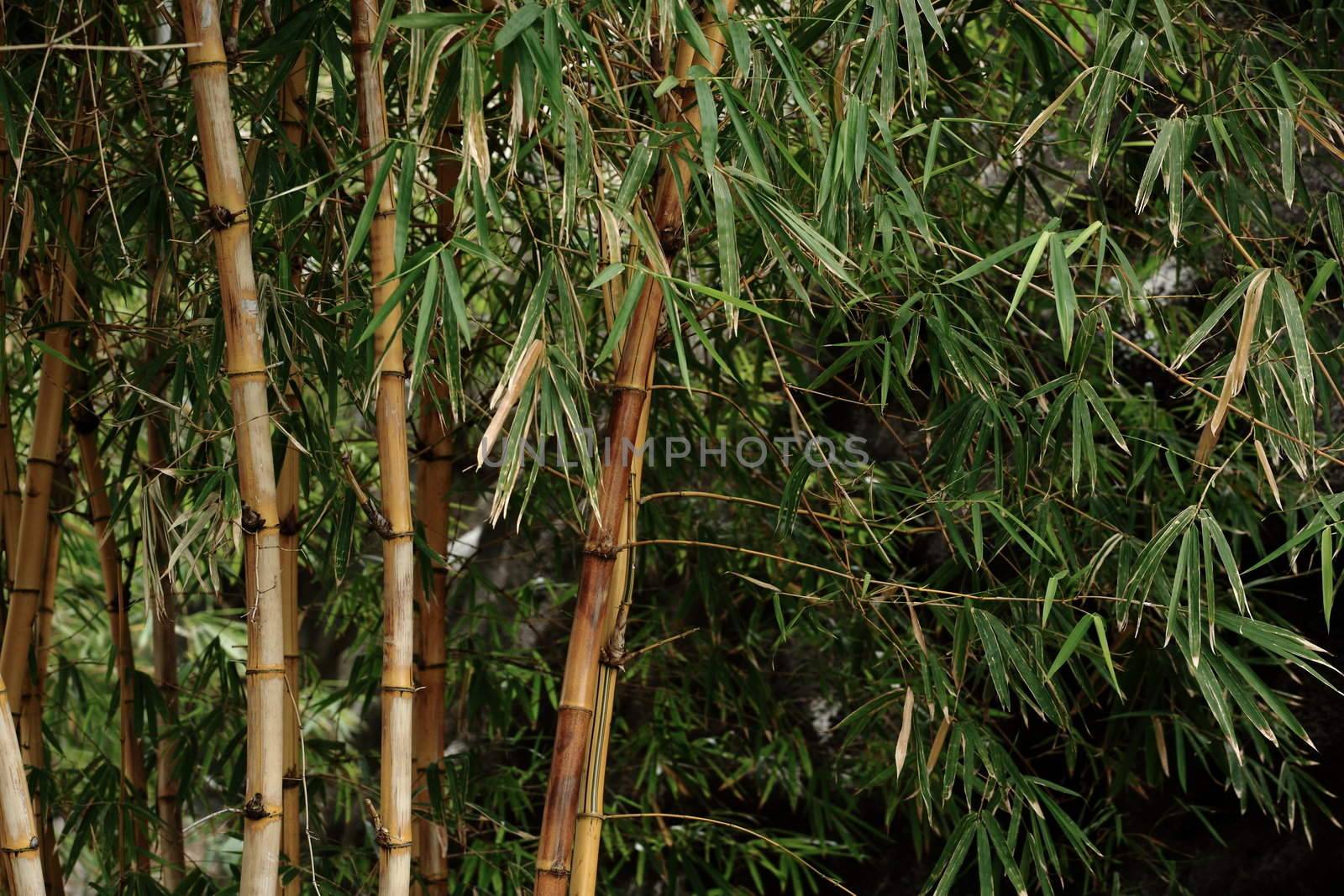 Bamboo forest background by leungchopan