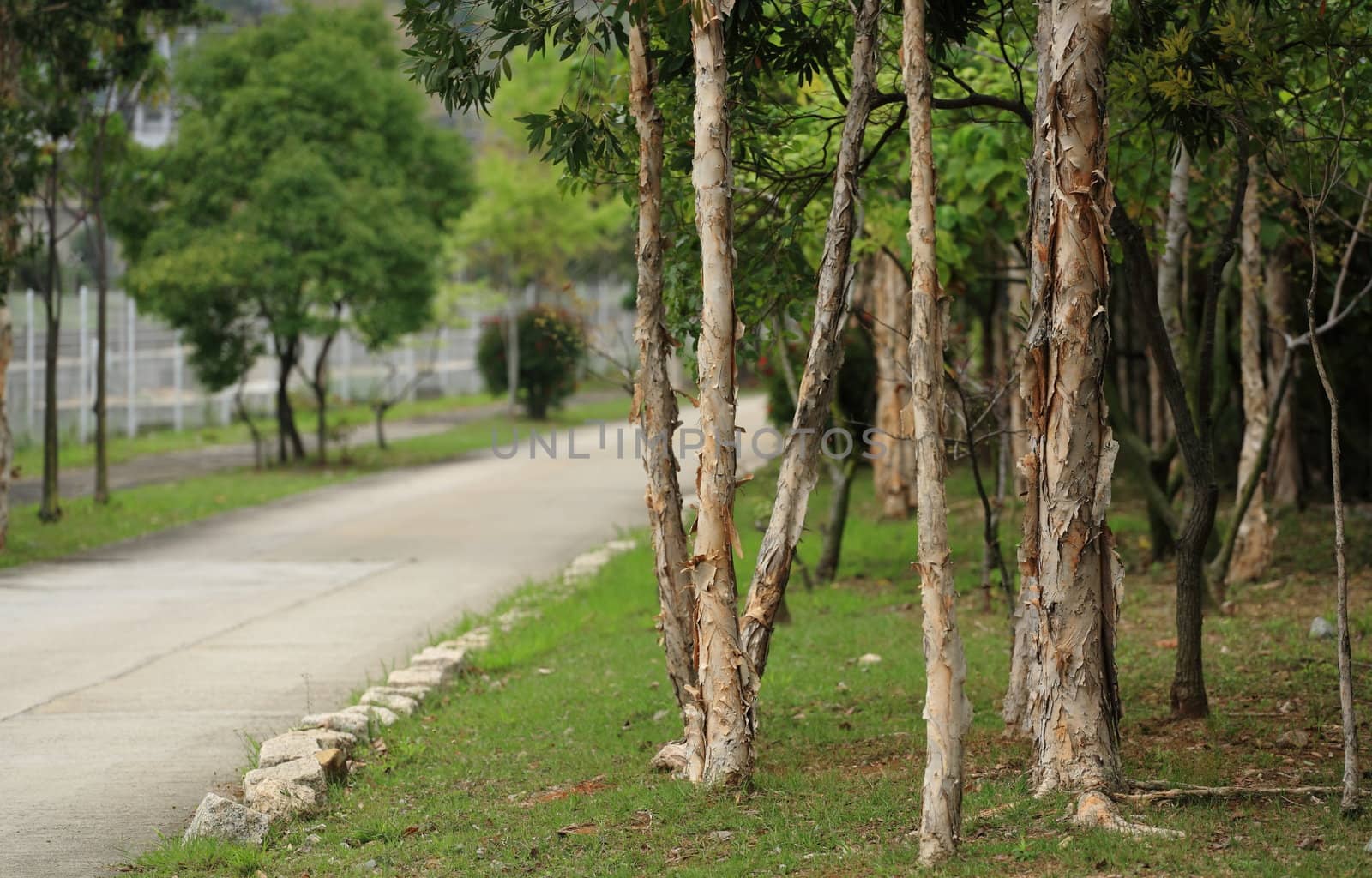 trees and road by leungchopan