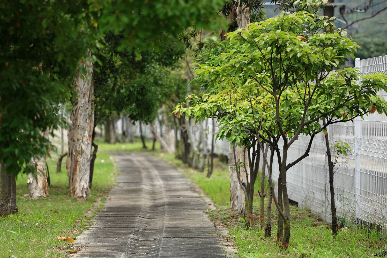trees and road by leungchopan