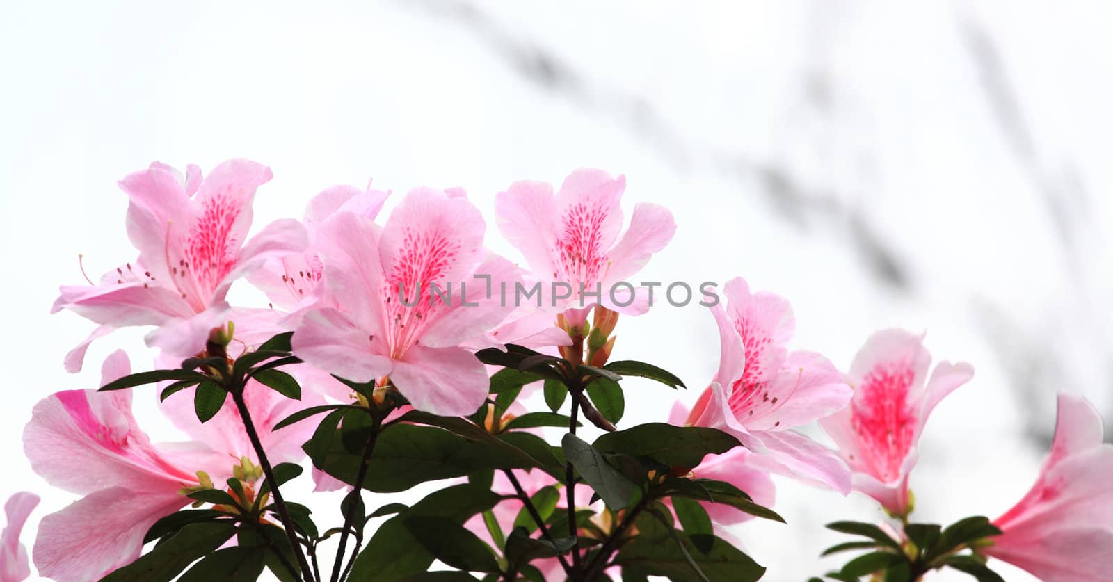 flower, rhododendron with sky by leungchopan