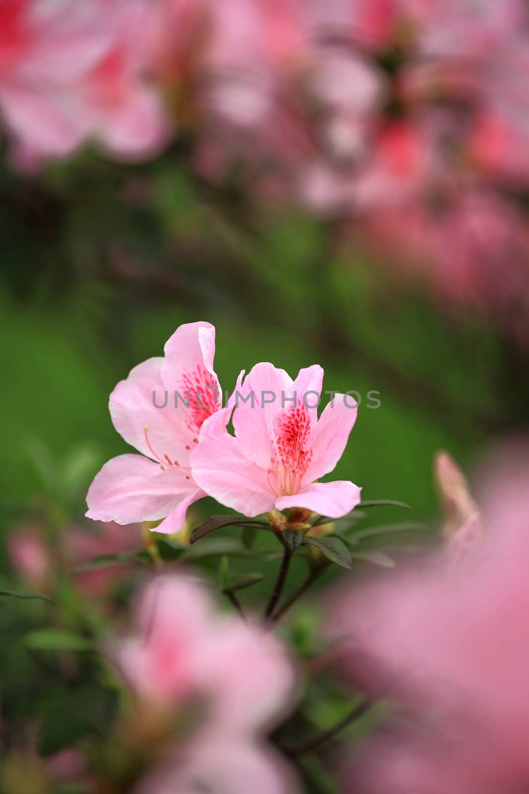 flower, rhododendron by leungchopan