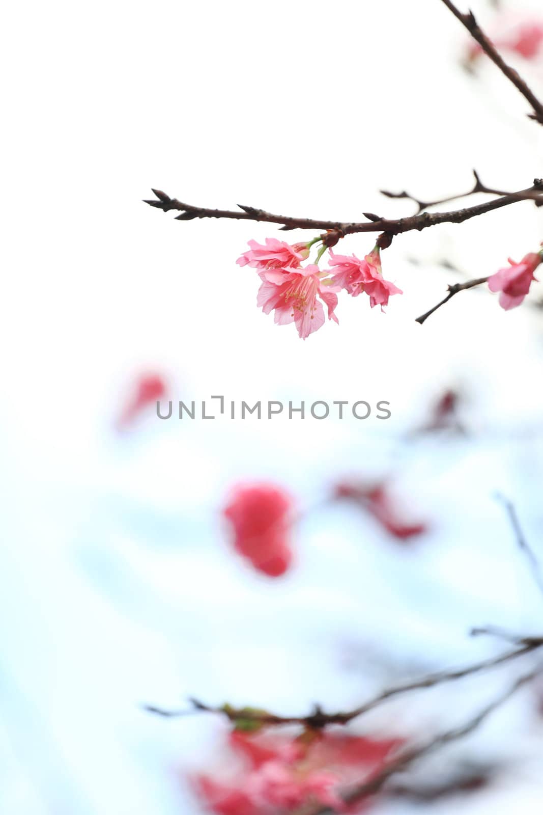japanese cherry blossoms by leungchopan