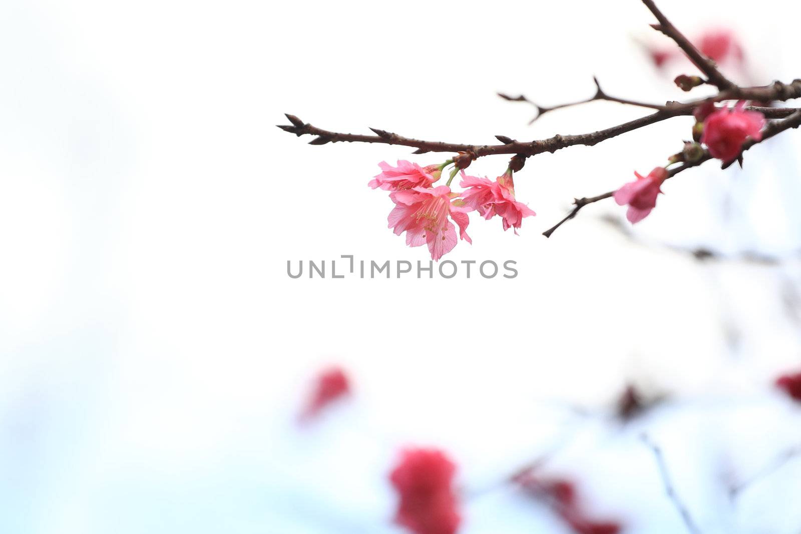 cherry blossoms by leungchopan