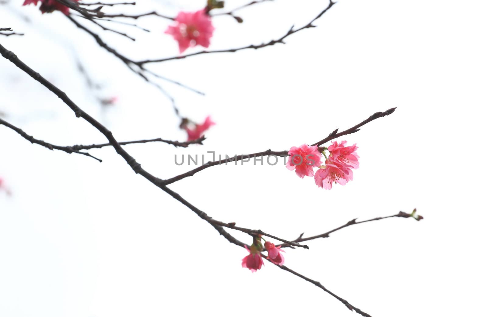 Sakura japanese cherry blossoms by leungchopan