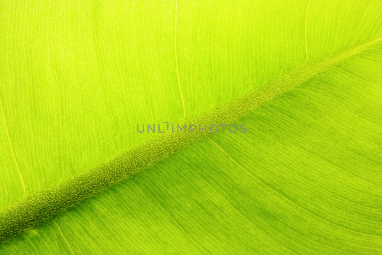 leaf background by leungchopan