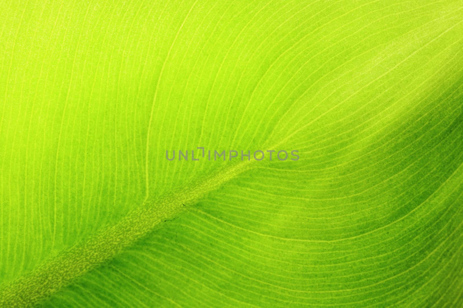leaf details