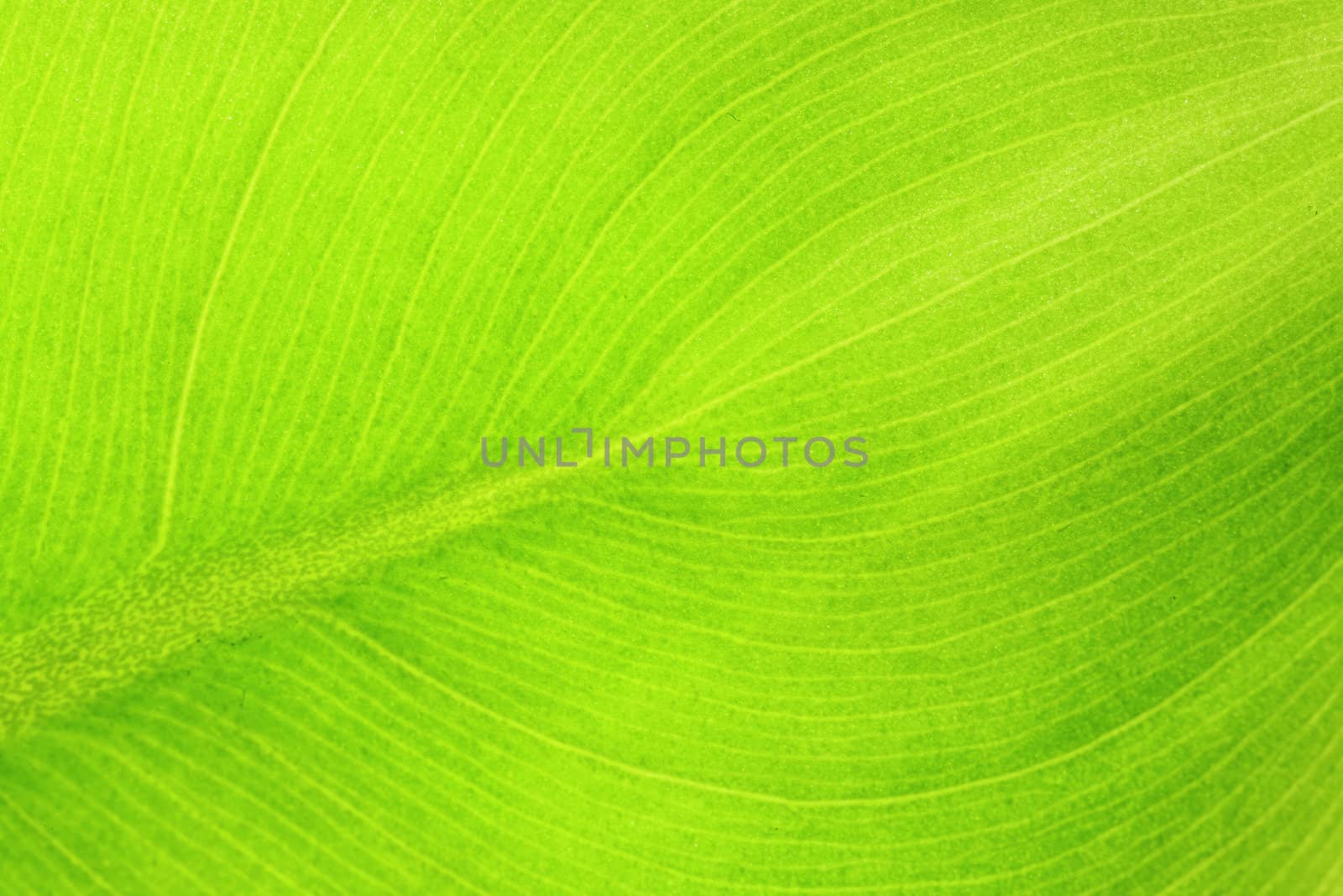 leaf details by leungchopan