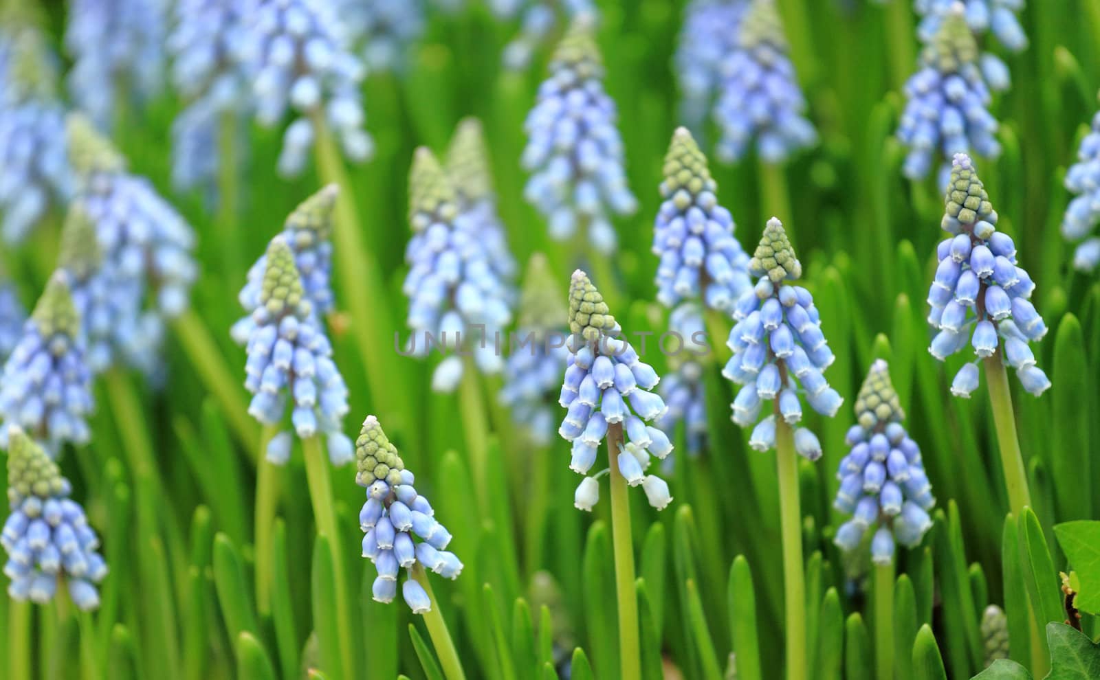 flower, muscari botryoides