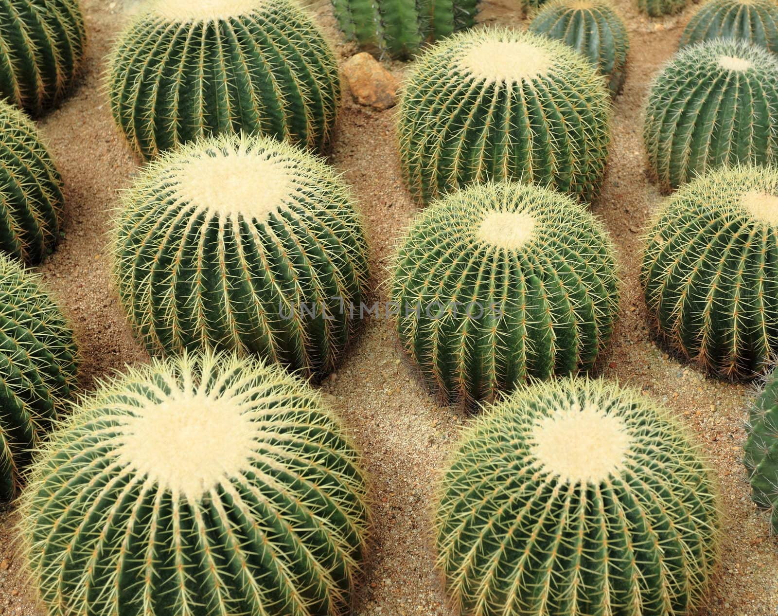 many cactaceae