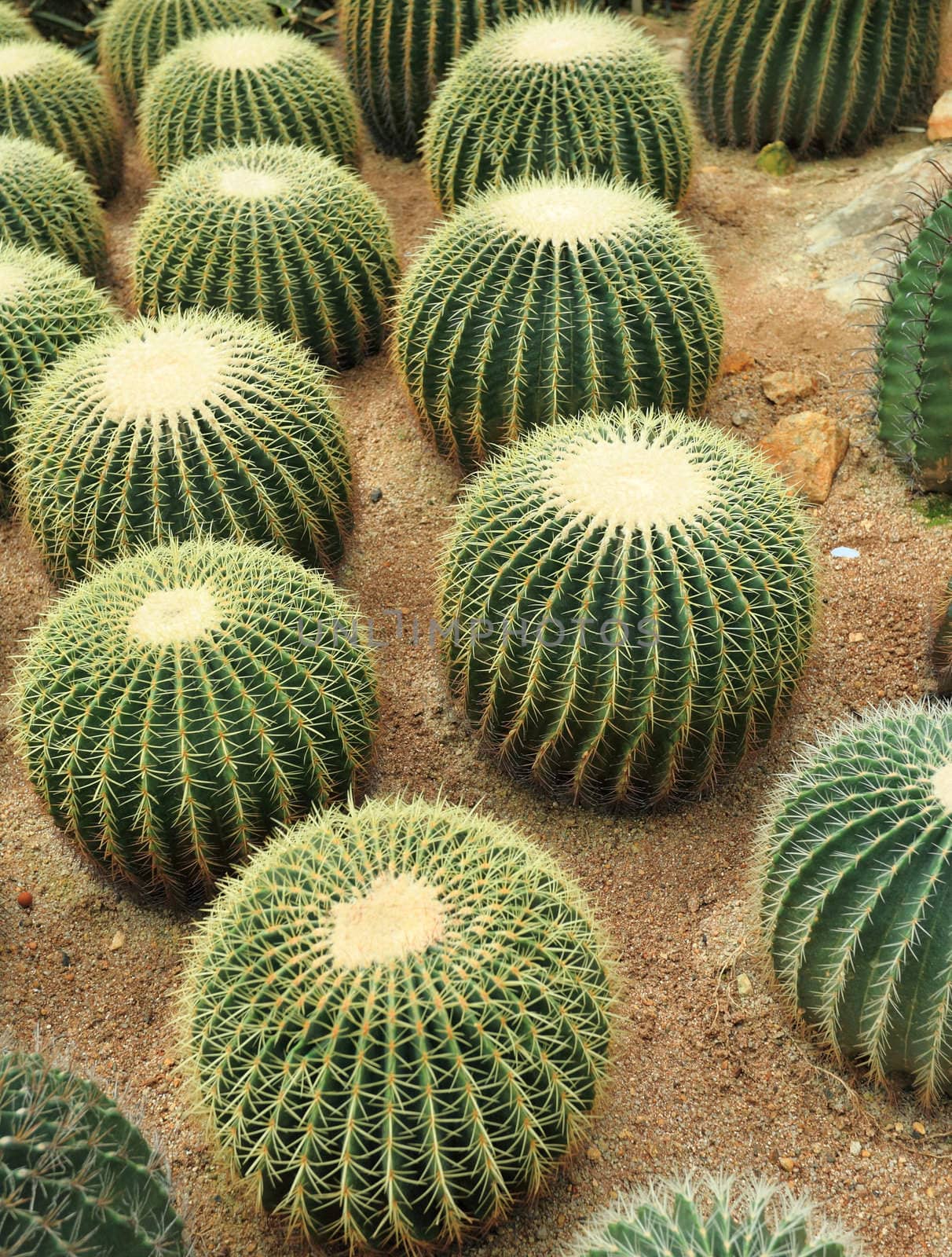 Cactaceae on sand