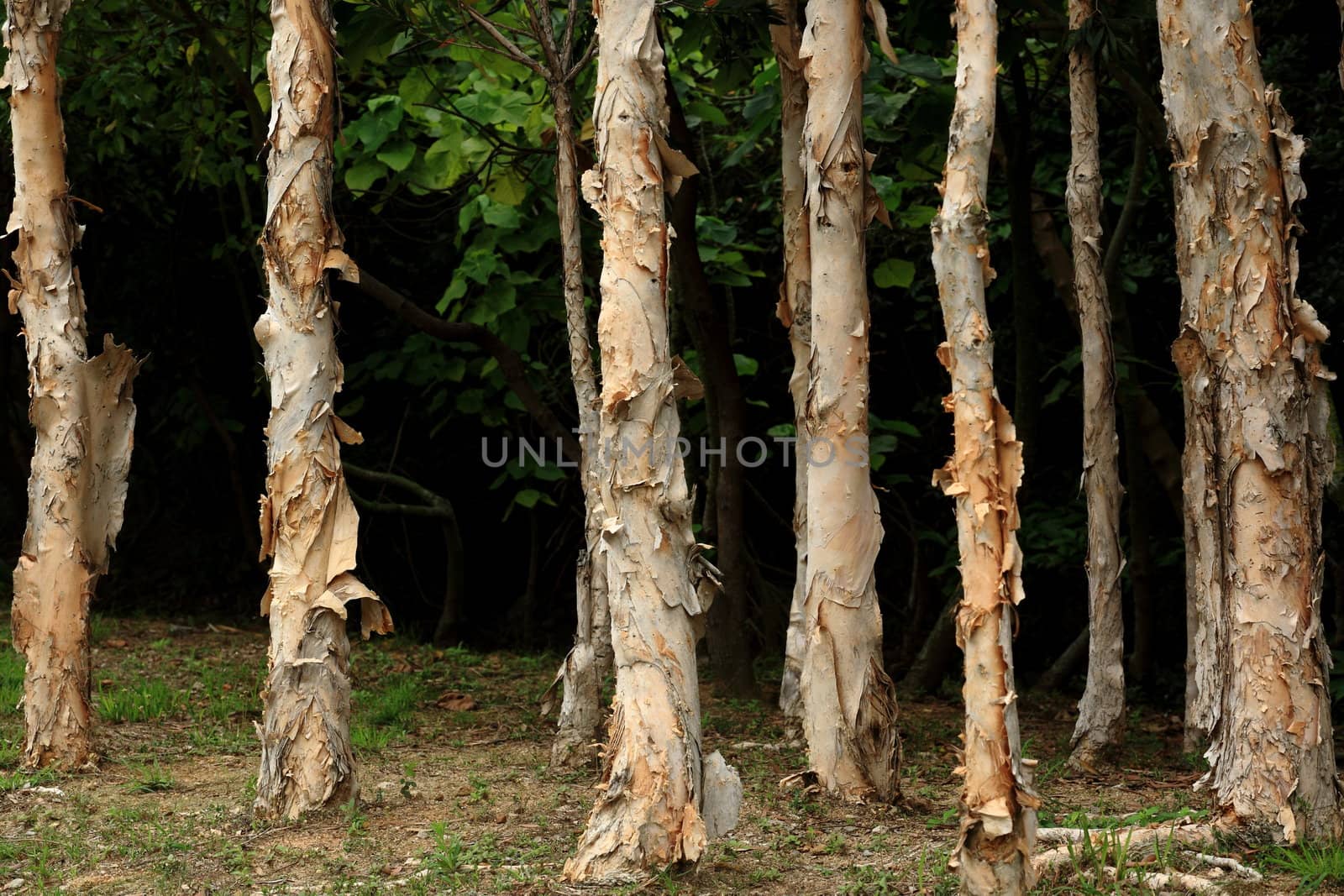 trees by leungchopan