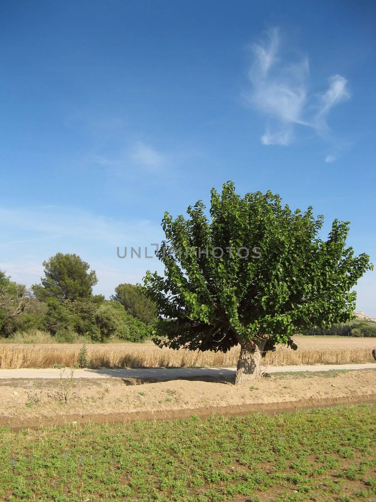 Provence landscape near Salon-de-Provence