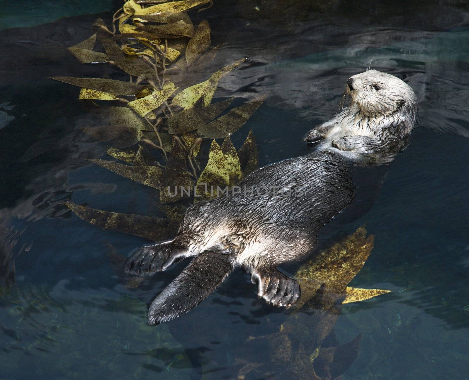 Otter swimming on back on water's surface in aquarium in Lisbon, Spain.