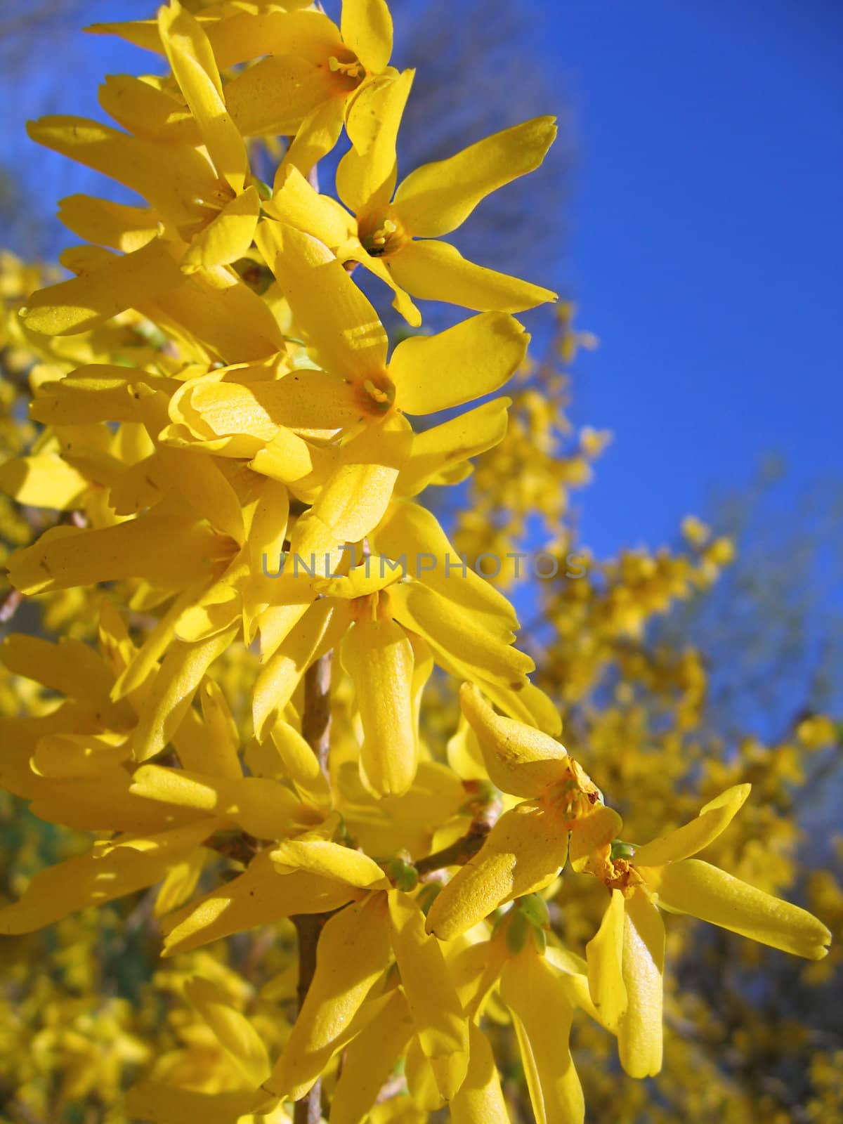 branch of blooming forsythia over clear blue sky