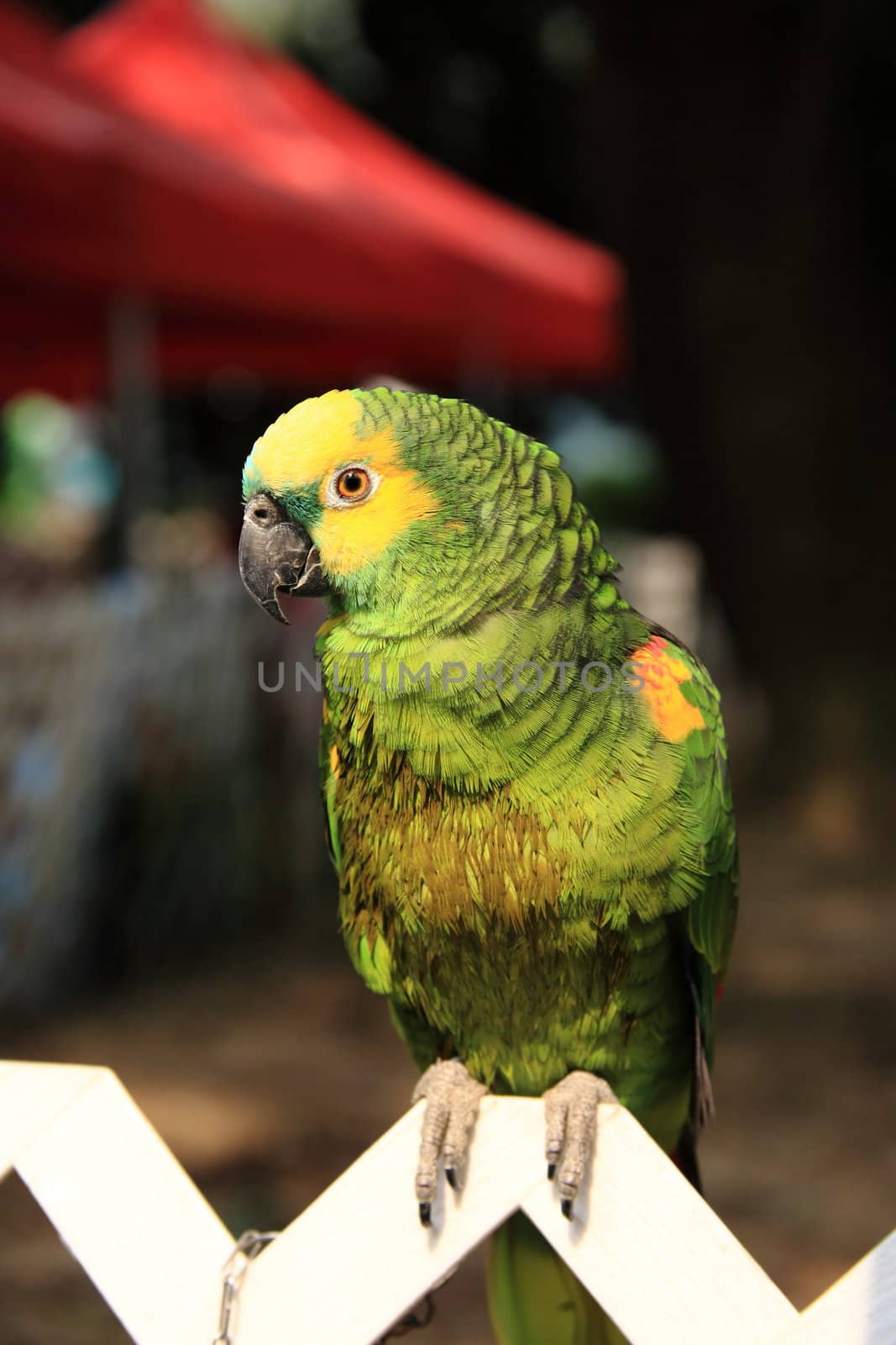 parrot by leungchopan