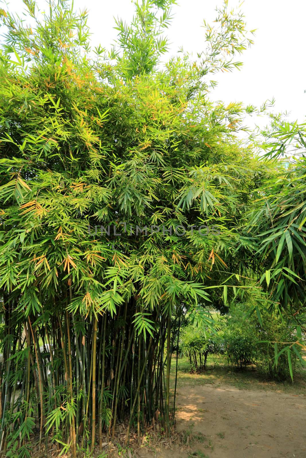 Bamboo by leungchopan