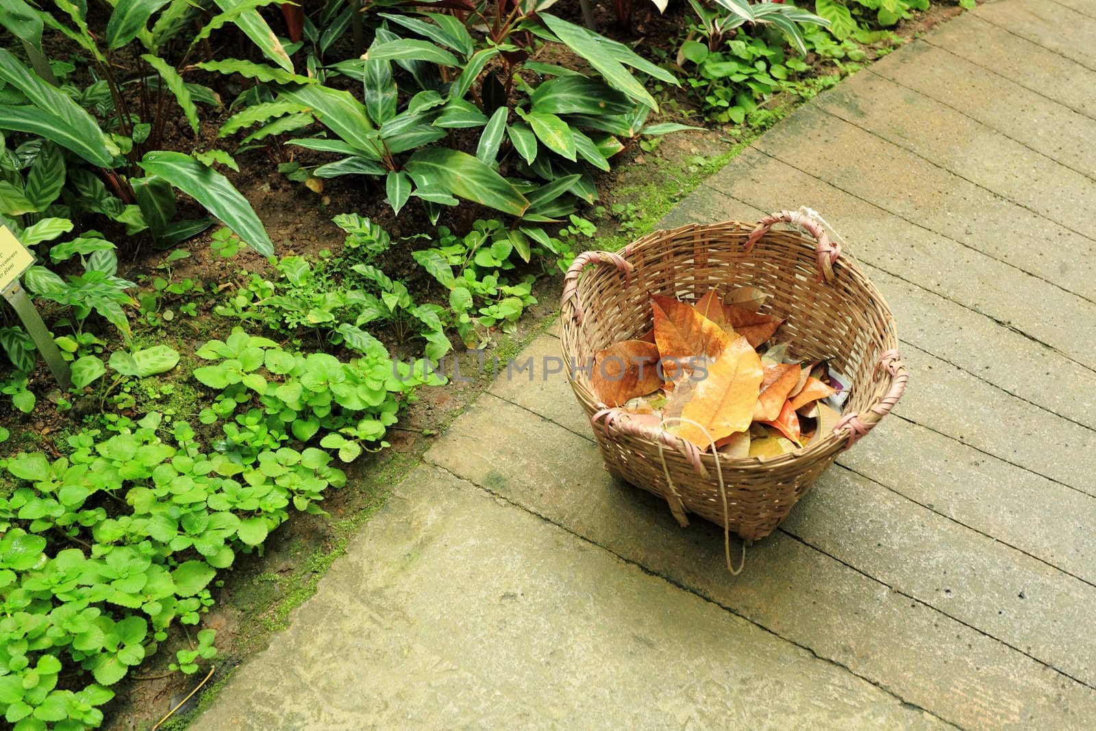 basket in garedn with dry leaf by leungchopan